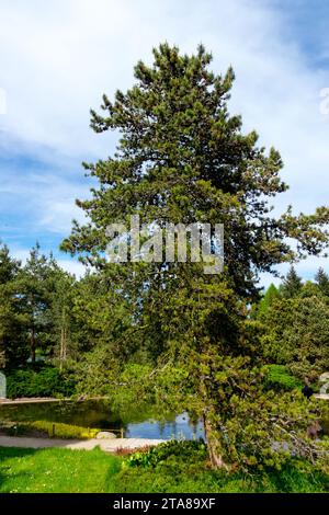 Pinus uncinata tree Shaped, Tree, Growth, Mountain Pine, Conifer, Shape, Pinus uncinata subsp. uliginosa Stock Photo