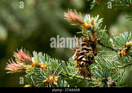 Pseudotsuga menziesii, Branch, Douglas Fir, Shoots, Cone, Foliage, Twig, Nature Stock Photo