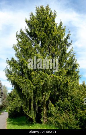 Norway spruce Tree Picea abies old spruce tree Stock Photo
