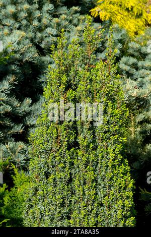 Common juniper, Juniperus communis 'Arnold' in garden Stock Photo