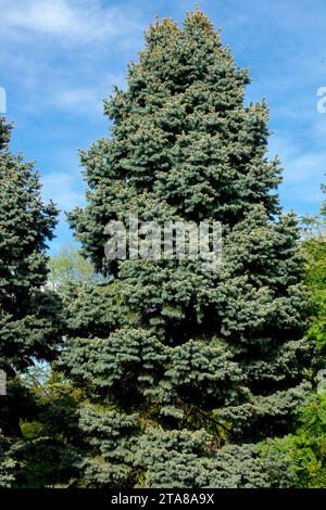 Picea, Tree, Spruce, old, Conifer, Picea pungens 'Moll' Stock Photo