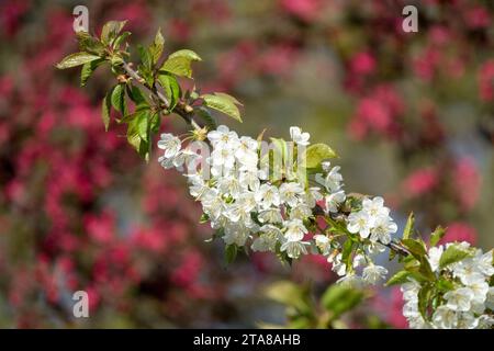 Apple blossoms and branch Stock Photo