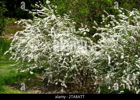 Spring, flowering, Shrub, Spiraea × arguta, Garland Spirea, White, blooms in Garden Spiraea × arguta 'Bridal Wreath' Stock Photo