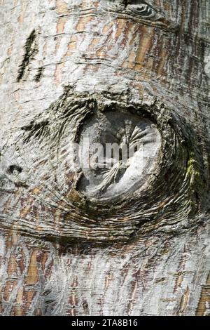 maple tree bark with knot Stock Photo