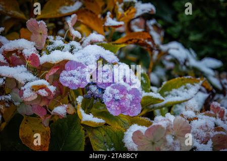 Close up of dried out colorful hydrangea flowers covered with a layer of snow in the cold winter season, the Netherlands Stock Photo