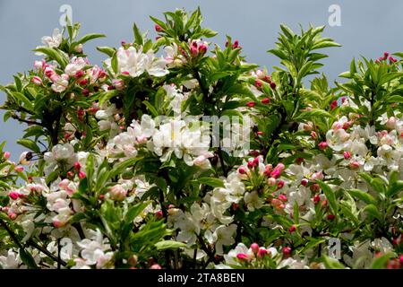 Crabapple, Malus, Crab Apple, Blooming, Malus PomZai, Flower, Spring, white, blossoms, Plant Stock Photo