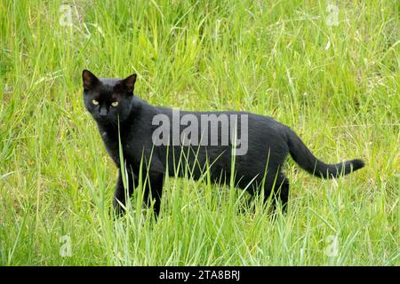 Black Cat in grass Stock Photo