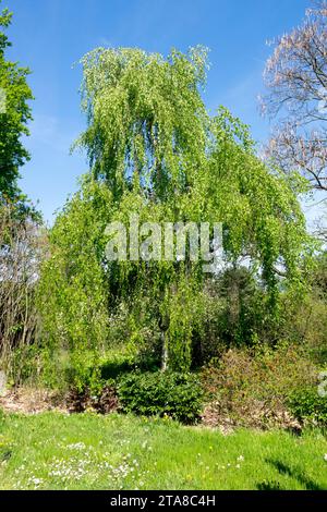 Spring, garden, Betula pendula 'Pendula', Foliage, Tree, Birch, weeping, Shaped, branches Stock Photo