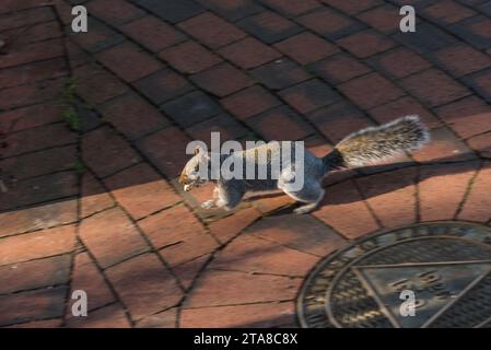 A running Grey Squirrel (Sciurus carolinensis) with a nut in its mouth Stock Photo