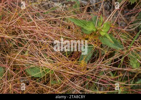Stems of Greater dodder, Cuscuta europaea, parasitic on Stinging Nettle. Stock Photo