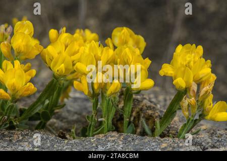 Winged broom, Genista sagittalis, in flower in crevice of granite cliff, Pyrenees. Stock Photo