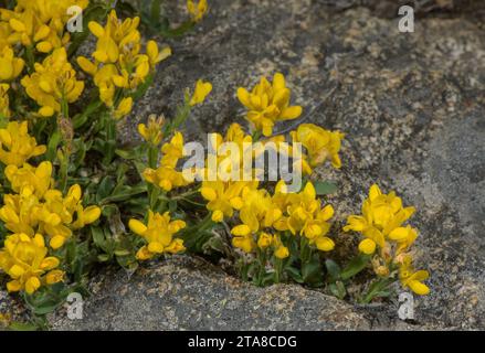 Winged broom, Genista sagittalis, in flower in crevice of granite cliff, Pyrenees. Stock Photo