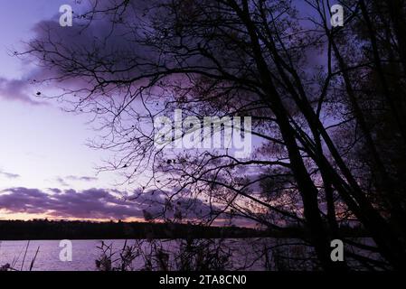 silhouette of a tree without leaves in winter. Dark landscape at the edge of the water. Stock Photo