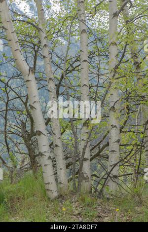 Silver birch, Betula pendula, trunks in mountain woodland, spring. Stock Photo
