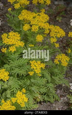 Tansy-leaved rocket, Descurainia tanacetifolia  ssp suffruticosa, in flower in the Pyrenees. Stock Photo