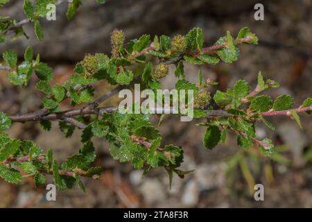 Dwarf birch, Betula nana, in flower - mainly female flowers visible. North Europe. Stock Photo