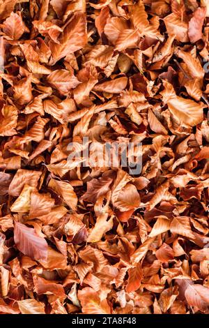 Golden leaves on a branch in autumn Stock Photo