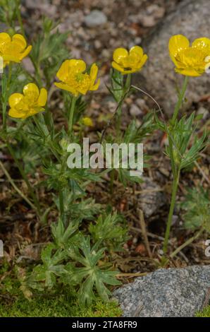 A buttercup, Ranunculus sartorianus in flower, from eastern Europe and Turkey. Stock Photo