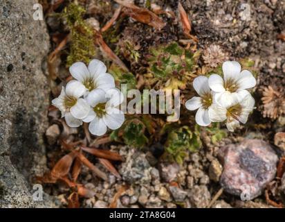 Irish Saxifrage, Saxifraga rosacea, in flower. Stock Photo