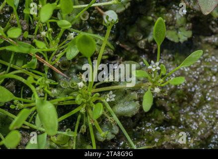 Mudwort, Limosella aquatica, in flower in damp mud on pond edge. Uncommon in UK. Stock Photo