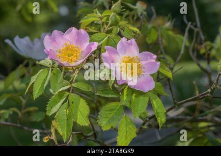 A wild rose Rosa jundzillii or Rosa marginata in flower. Austria Stock  Photo - Alamy