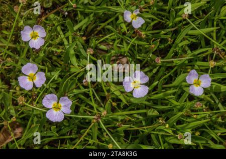 Lesser water-plantain, Baldellia ranunculoides in flower on muddy pond margin. Stock Photo