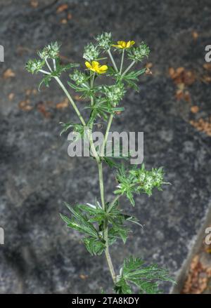 Hoary cinquefoil, Potentilla argentea in flower. Stock Photo