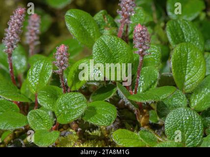 Net-leaved willow, Salix reticulata, female plant in flower. Northern Europe. Stock Photo