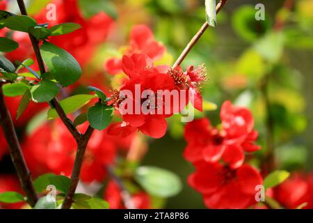 Bright red flowers blooming in the spring garden Stock Photo