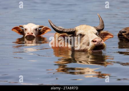 Domestic Asian water buffalo, Bubalus arnee, bathe in a river near the town of Baucau in the north of  the Democratic republic of Timor-Leste. Stock Photo
