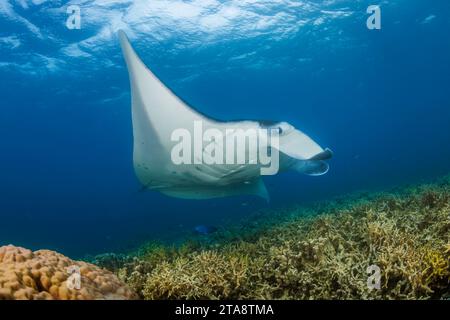 A reef manta ray, Mobula alfredi, at a cleaning station off the island of Yap, Micronesia. This species was previously Manta alfredi. Stock Photo