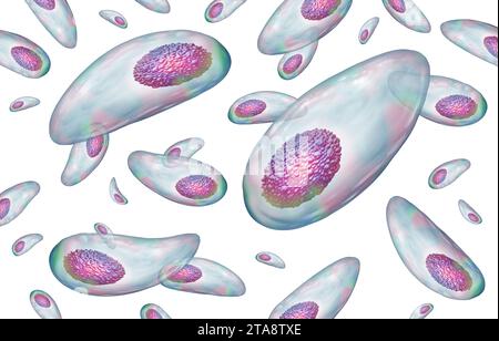 Toxoplasma Outbreak and Toxoplasmosis Parasite infection gondii ...