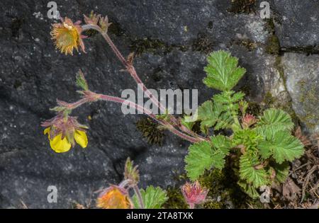 A Water-Avens, Geum rivale ssp. islandicum, endemic to Iceland. Stock Photo