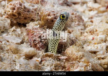 Spotted garden eel, Heteroconger hassi, Yap, Federated States of Micronesia. . Stock Photo