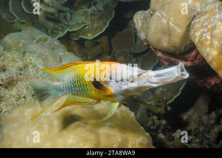 This is the initial female yellow phase of the slingjaw wrasse, Epibulus insidiator, Yap, Micronesia. The slingjaw wrasse gets its name from its highl Stock Photo