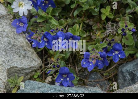 Rock Speedwell, Veronica fruticans, in flower at high altitude. Stock Photo