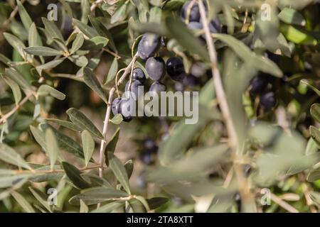closeup of olive branches and these olives in the fall on a beautiful day in Portugal Stock Photo