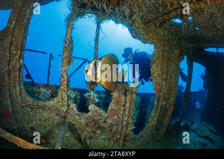 A diver (MR) and longfin batfish, Platax teira, on the wreck of the St. Anthony, Maui, Hawaii. This species of batfish is rare in Hawaii and there is Stock Photo