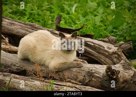 Siamese cat with blue eyes lying outdoors on wooden logs Stock Photo