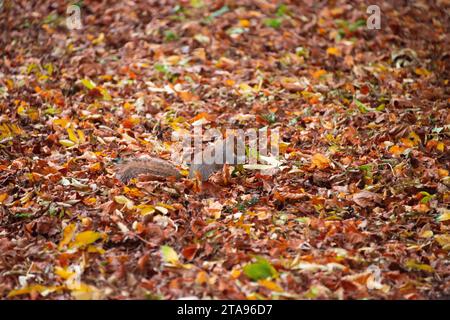 A grey squirrel (Sciurus carolinensis) looking for food amongst fallen autumn leaves Stock Photo