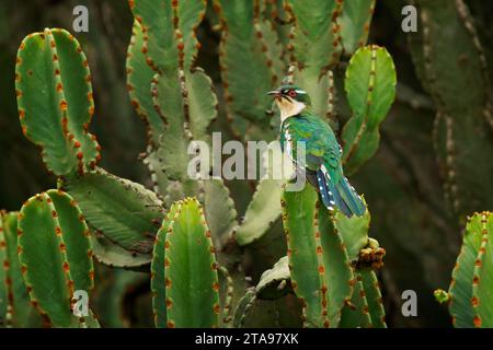 Diederik cuckoo - Chrysococcyx caprius, formerly dideric or didric cuckoo, bird in the Cuculiformes, glossy green small bird on the green cactus in af Stock Photo