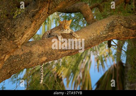 Leopard - Panthera pardus, big spotted yellow cat in Africa, genus Panthera cat family Felidae, sunset or sunrise portrait on the tree canopy in Afric Stock Photo