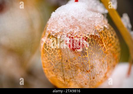 a dried orange physalis with snow in winter Stock Photo