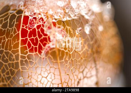 a dried orange physalis with snow in winter Stock Photo