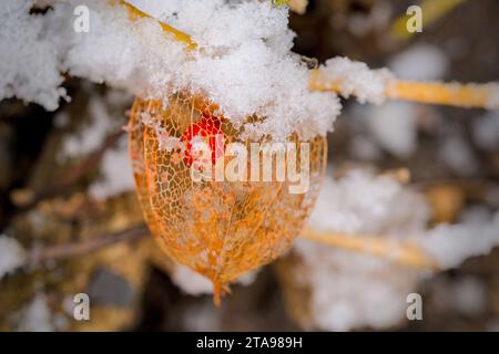 a dried orange physalis with snow in winter Stock Photo