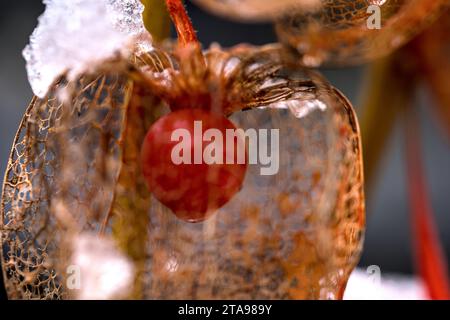 a dried orange physalis with snow in winter Stock Photo