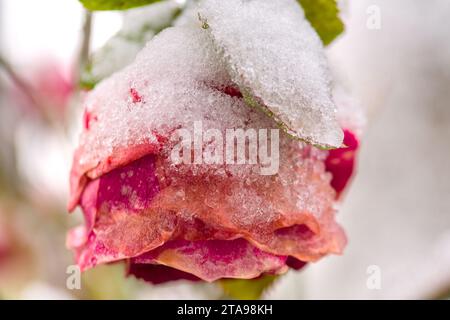 a colorful flower, rose, covered with snow Stock Photo