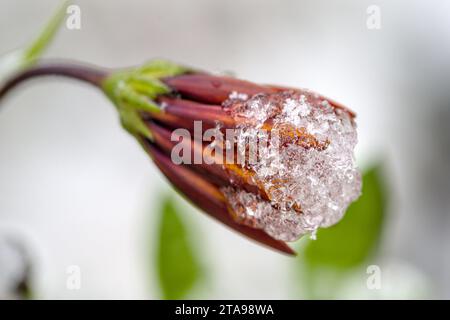 a colorful flower, rose, covered with snow Stock Photo
