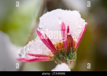 a colorful flower, rose, covered with snow Stock Photo