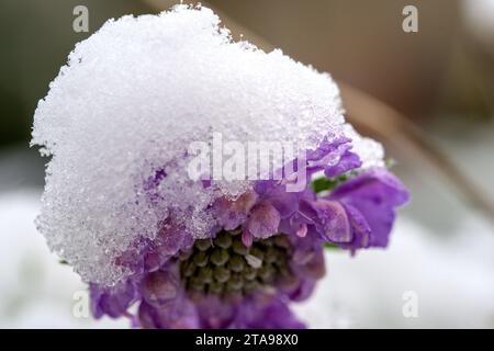 a colorful flower, rose, covered with snow Stock Photo